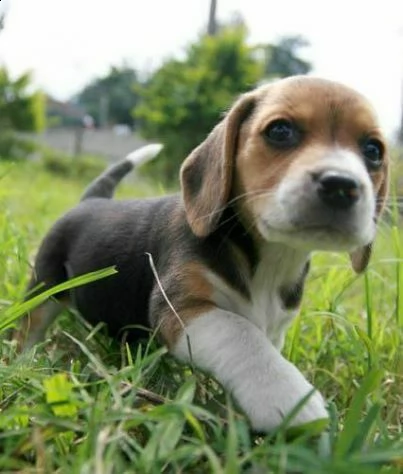 amorevoli cuccioletti di beagle, di 90 giorni