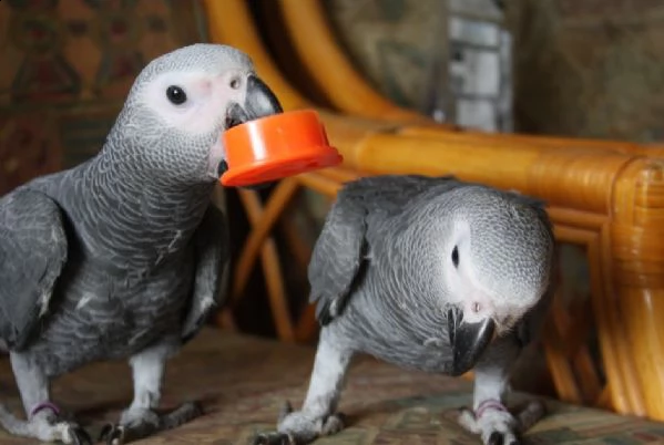 pappagalli cenerini | Foto 0