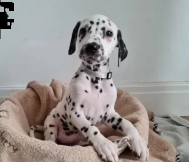 cuccioli di dalmata razza puri