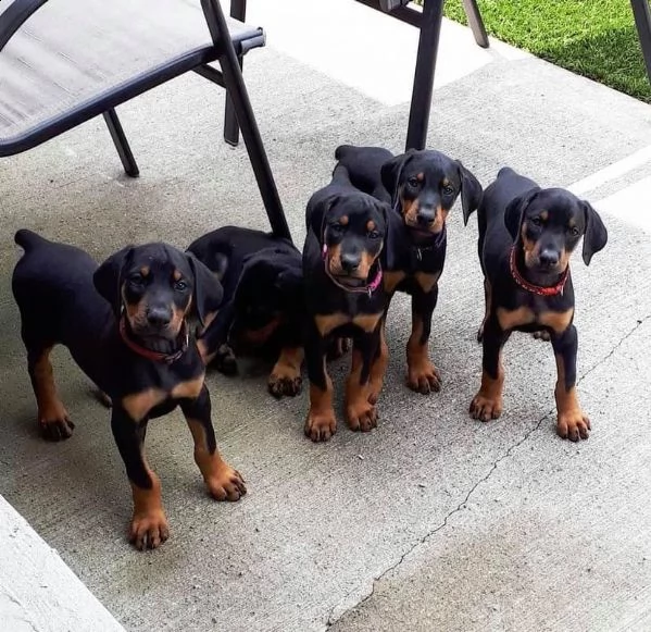 cuccioli doberman pinscher disponibili per l'adozione