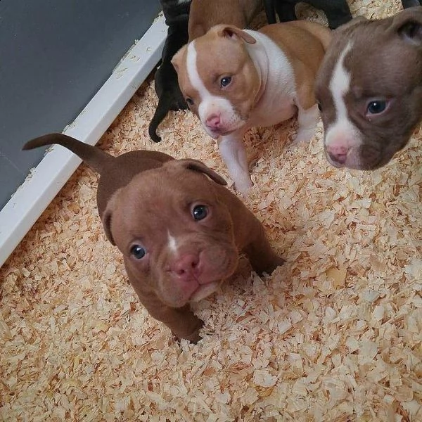  regalo cuccioli di pitbull disponibili 5 splendidi cuccioli di pitbull 3 maschi e 2 femmine... ... 