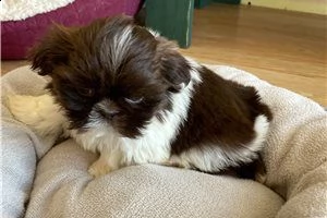 shih tzu regalo