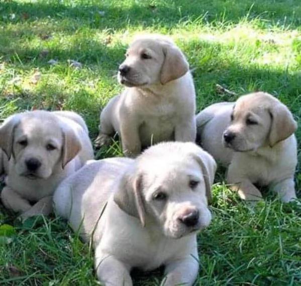  regalo bello labrador cuccioli maschi e femmine bello labrador , maschio e femmina, sverminato, con