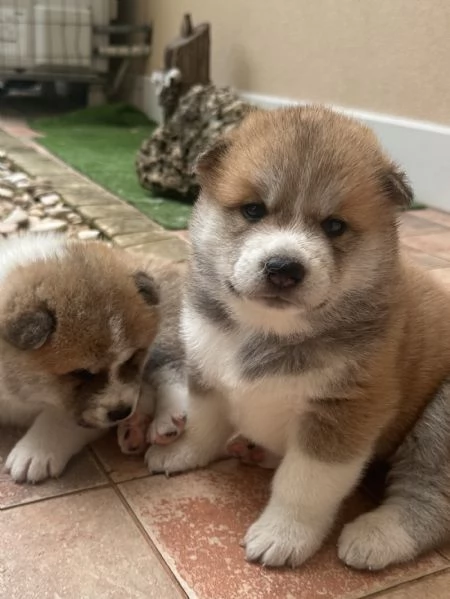 Cuccioli AKITA Inu | Foto 4