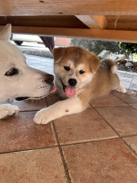 Cuccioli AKITA Inu | Foto 1