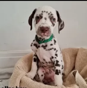 dalmata splendidi cuccioli  | Foto 1