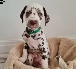 dalmata splendidi cuccioli 