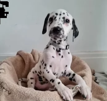 dalmata splendidi cuccioli  | Foto 0