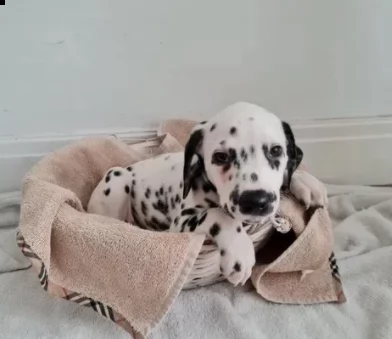 sanissimi cuccioli dalmata | Foto 0