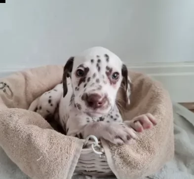sanissimi cuccioli dalmata