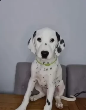 vendiamo cuccioli di dalmata