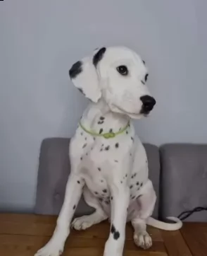 vendiamo cuccioli di dalmata | Foto 0