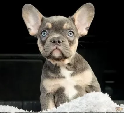 cane cuccioli di bouledogue francese | Foto 0