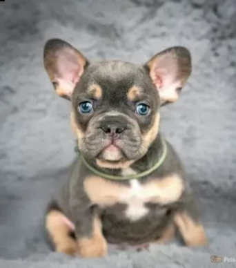 cane cuccioli di bouledogue francese