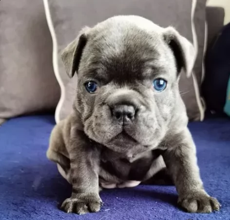 bouledogue francese disponibile | Foto 0