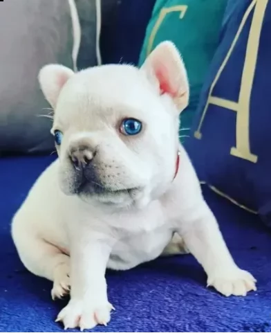 bouledogue francese disponibile