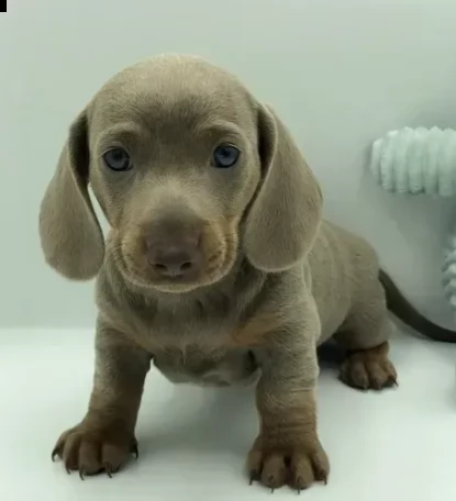 dispone di bellissimi bassotto nano