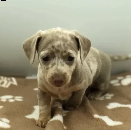 dispone di bellissimi bassotto nano | Foto 0