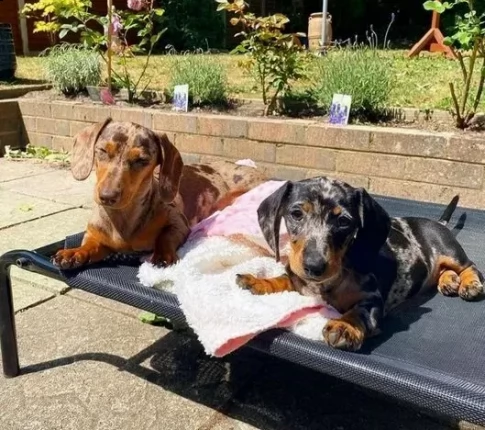 cuccioli di bassotto nano pelo corto | Foto 0