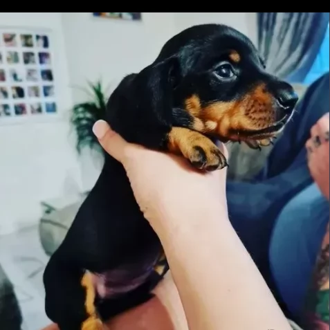 cuccioli di bassotto nano pelo corto