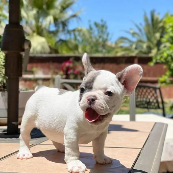 bellissimi cuccioli di bulldog francese