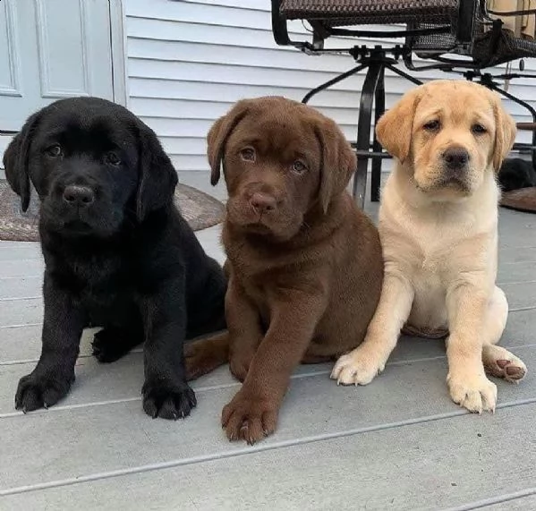 cuccioli di labrador retriever addestrati a casa