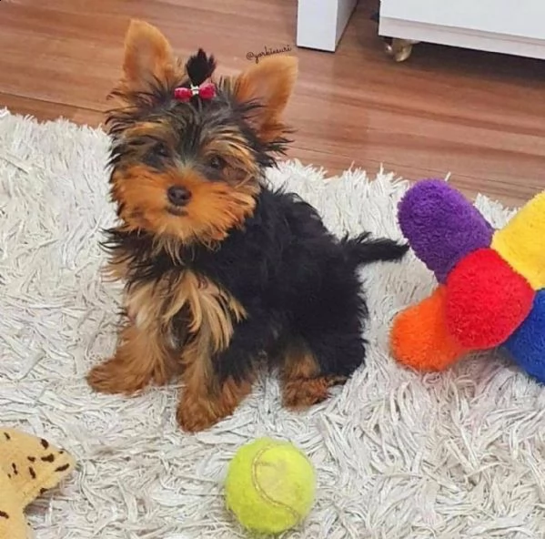 adorabili cuccioli di yorkshire terrier maschio e femmina