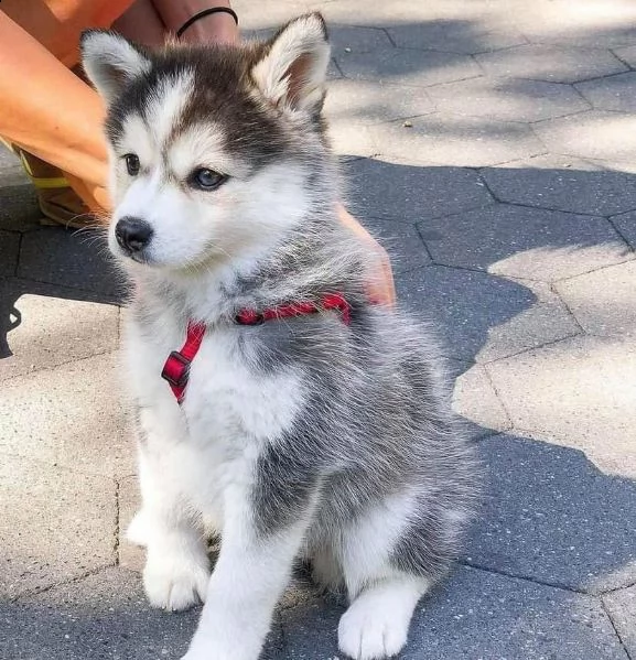 cuccioli di siberian husky registrati akc