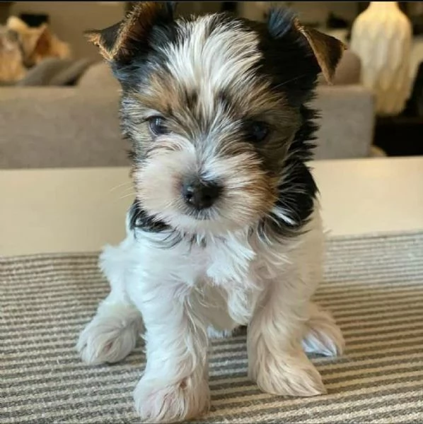 adorabili cuccioli di shih tzu maschi e femmine