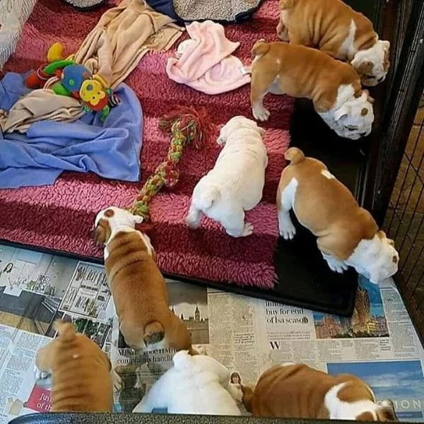   cuccioli di bulldog inglese che toccano il cuore