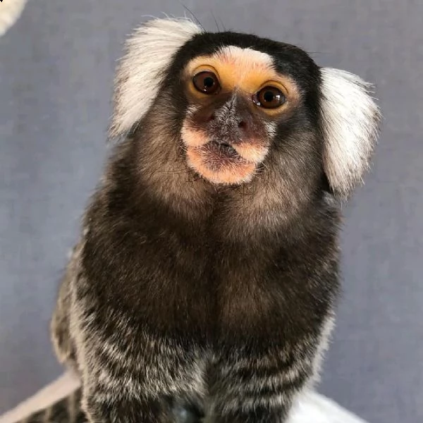 vendo scimmia marmoset | Foto 2