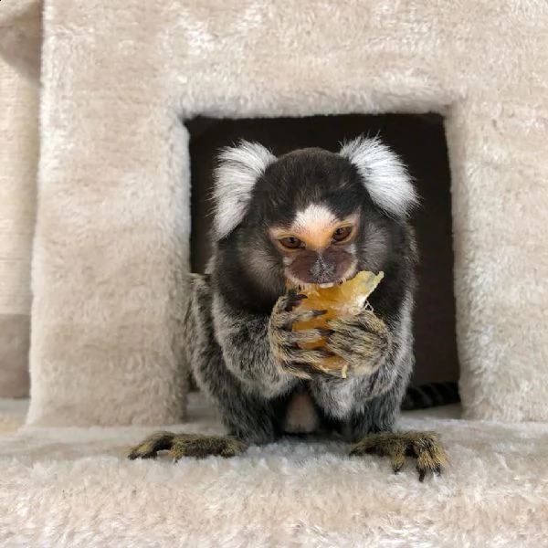vendo scimmia marmoset | Foto 0