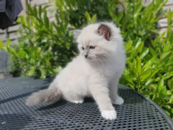   gattini ragdoll meravigliosi e sani