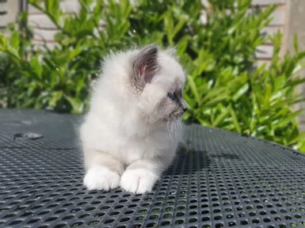   amichevoli gattini ragdoll per te