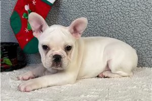 regalo del bulldog francese