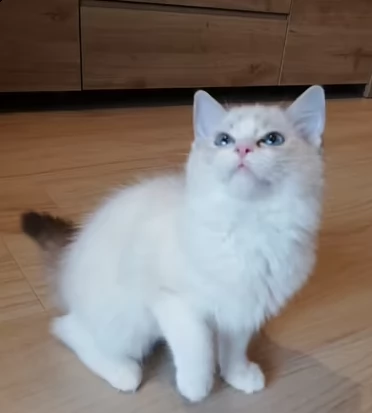 dolcissimi cuccioli ragdoll | Foto 1