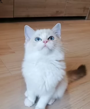 dolcissimi cuccioli ragdoll | Foto 0