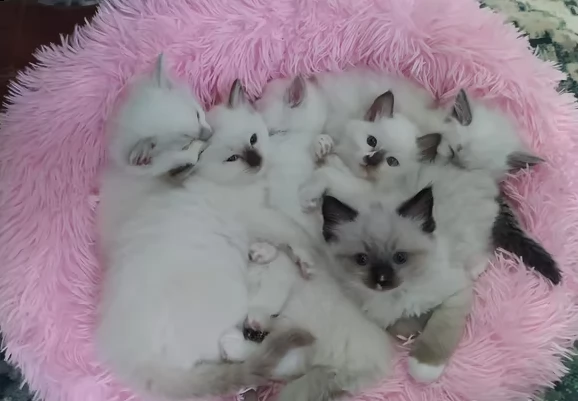 dolcissimi cuccioli ragdoll