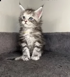 adozione bellissimi gattini di maine coon | Foto 0