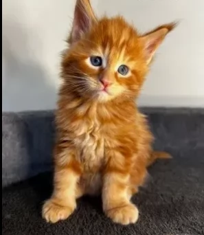 adozione bellissimi gattini di maine coon