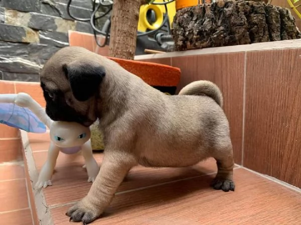 cuccioli di carlino maschio e femmina