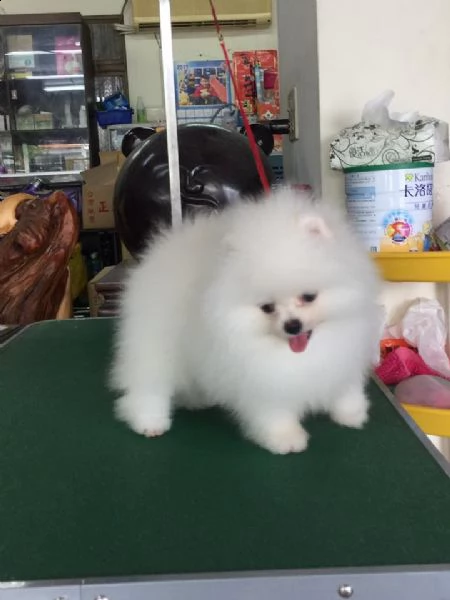 spitz pomerania maschi/femmine | Foto 0