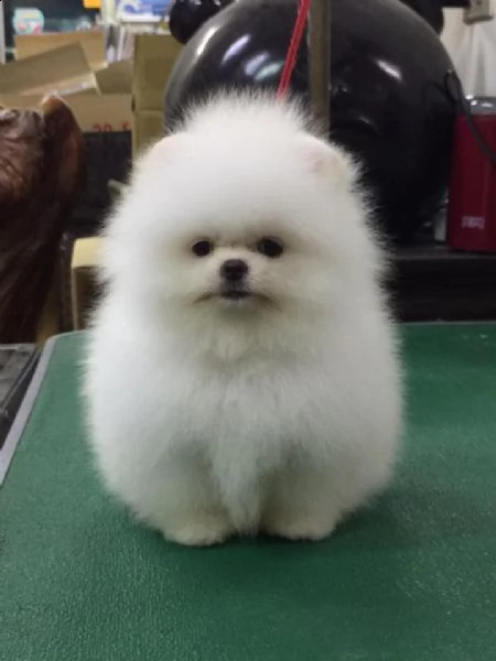 spitz pomerania maschi/femmine
