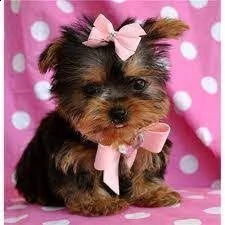 cuccioli di yorkie registrati per l'adozione