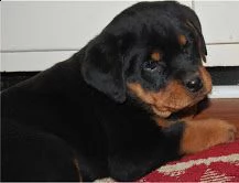 piccoli cuccioli di rottweiler speciali