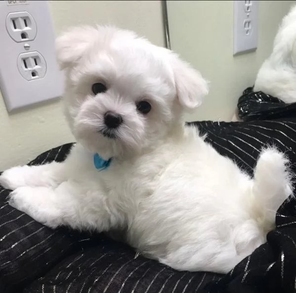cuccioli maltese toy massimo 2kg e mezzo