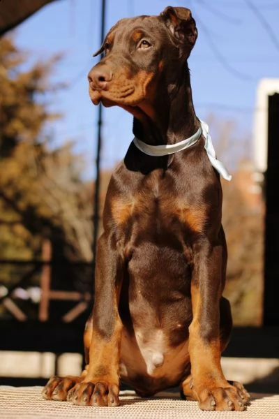dobermano cuccioli | Foto 6