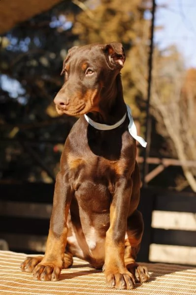 dobermano cuccioli | Foto 5