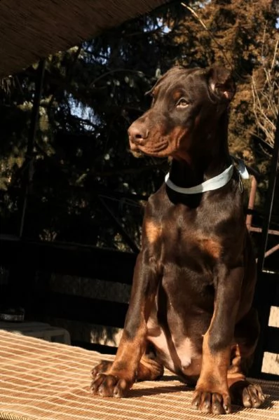 dobermano cuccioli | Foto 4
