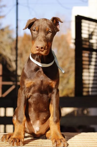 dobermano cuccioli | Foto 3